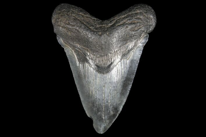 3.41" Fossil Megalodon Tooth - South Carolina